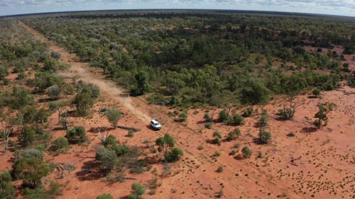 Native Forest Regeneration