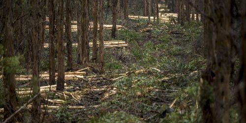 Tasmanian Forest Growth
