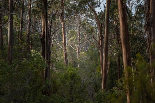 The New Leaf Carbon Project